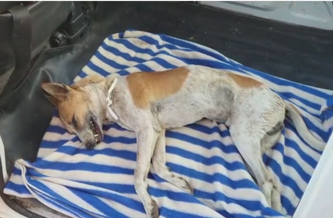 dog Raipur Crime : आवारा कुत्ते को फंदे में लटका कर ली जान, आरोपी की तलाश में जुटी पुलिस
