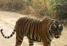 Sundari is the only tigress who returned to her home Kanha National Park in 2021