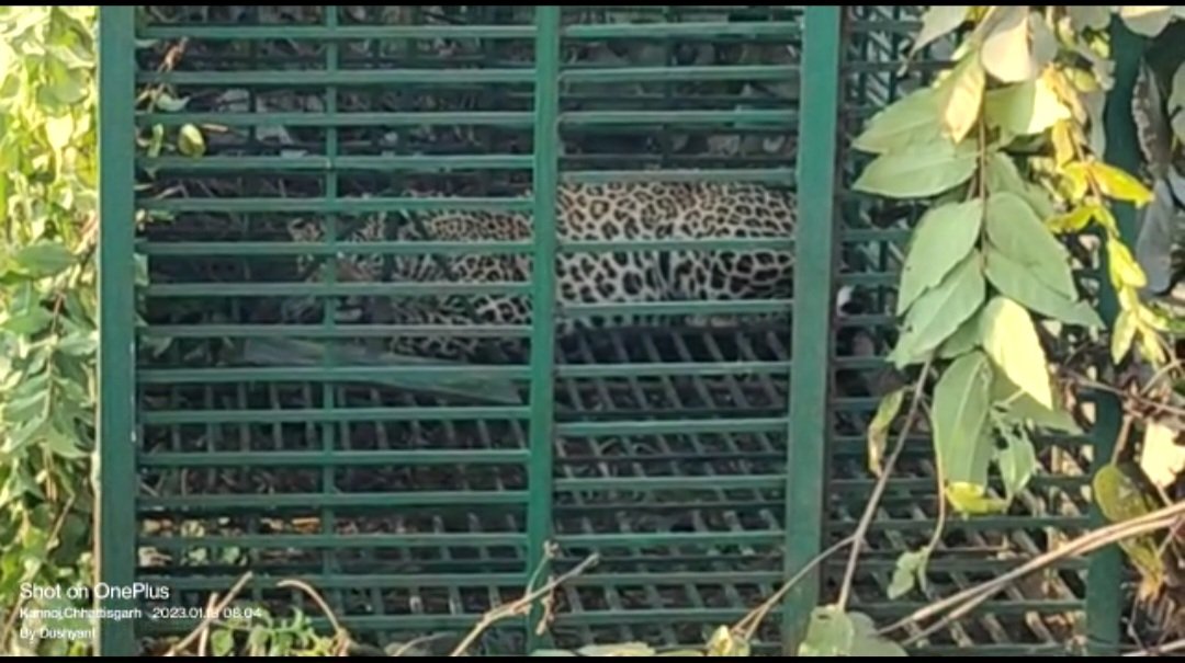 Screenshot 20230118 132419 WhatsApp CG: वन विभाग की बड़ी सफलता, तीन लोगों की जान लेने वाला आदमखोर तेंदुआ पकड़ाया…Video...