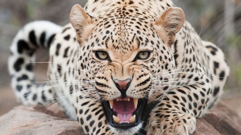 leopard वन विभाग की पकड़ से बाहर तेंदुआ, 4 लोगों की ले चुका है जानें, बाहर से बुलाये जा रहे शिकारी...