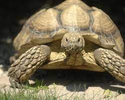 tortoise found in india
