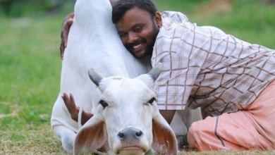 image 25 14 फरवरी को अब नहीं मनेगा ‘काउ हग डे’, सरकार ने वापस ली अपील