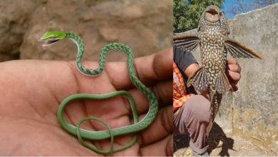 image CG News: दुर्लभ मछली और सांप देख कर लोग भी हैं हैरान, देखिए…