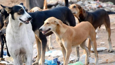 image 71 मासूम की मौत: हैदराबाद में गली के आवारा कुत्तों ने किया 4 साल के बच्चे पर हमला