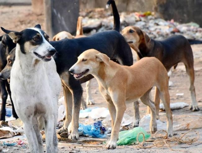 image 71 मासूम की मौत: हैदराबाद में गली के आवारा कुत्तों ने किया 4 साल के बच्चे पर हमला