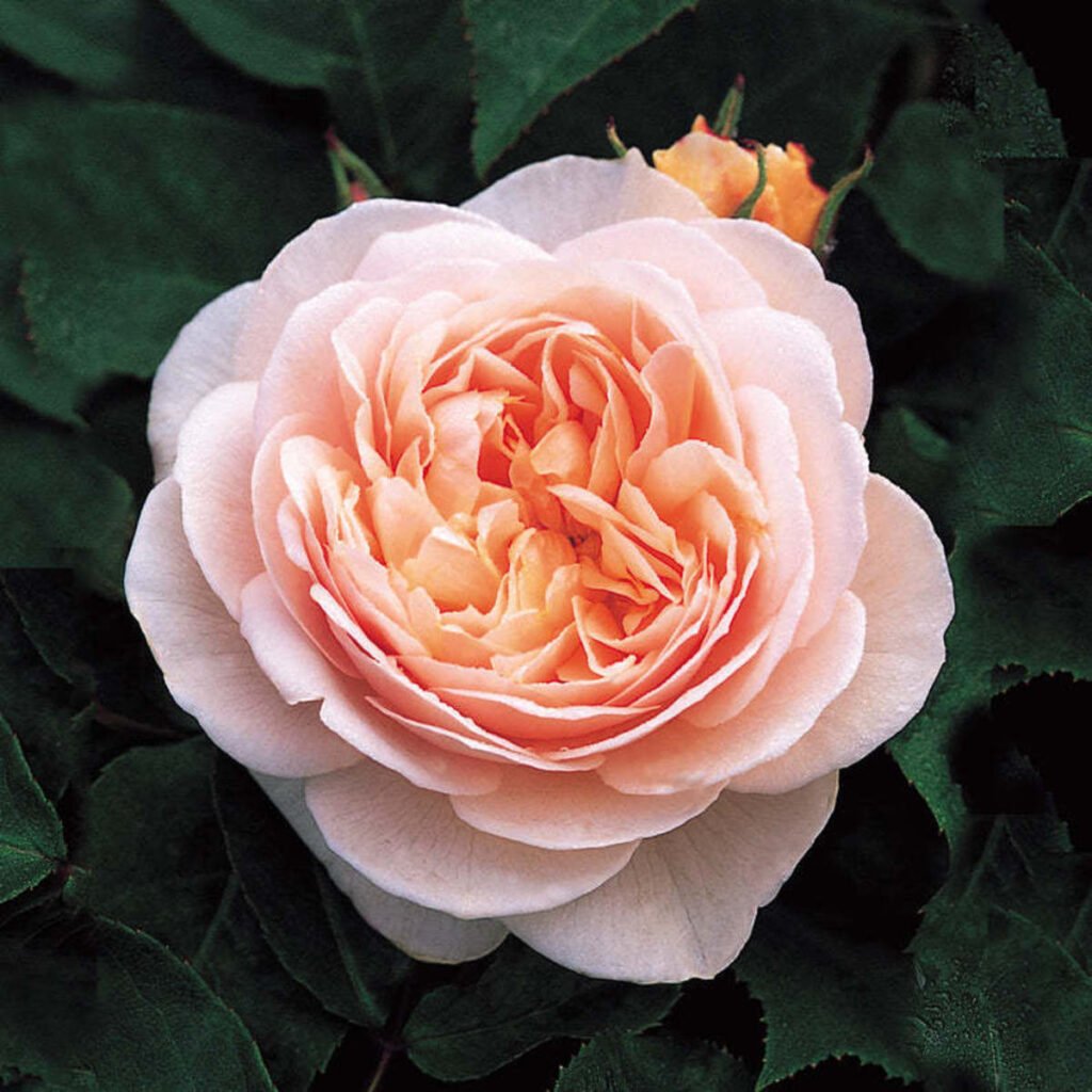the most expensive rose in the world sweet juliet rose Happy Rose Day 2023 : वैलेंटाइन्स वीक की शुरुआत, रोज डे पर देखें दुनिया का सबसे महंगा गुलाब…