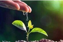 औषधीय पौधों की खेती