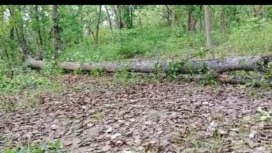 WhatsApp Image 2023 05 30 at 1.16.35 PM परिवार के साथ जंगल गई मासूम के सिर पर गिरा पेड़, हुई मौके पर मौत
