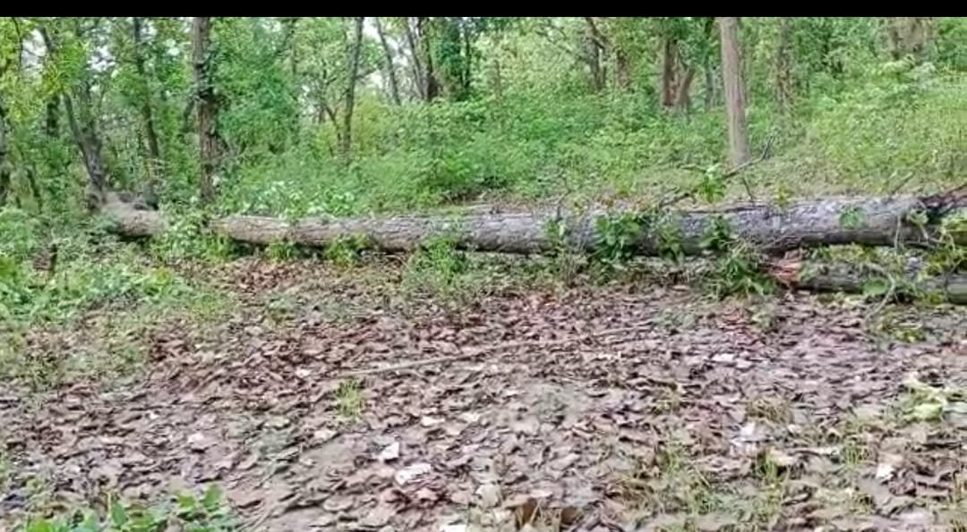 WhatsApp Image 2023 05 30 at 1.16.35 PM परिवार के साथ जंगल गई मासूम के सिर पर गिरा पेड़, हुई मौके पर मौत
