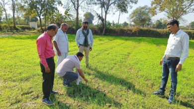 millet छत्तीसगढ़ बन रहा देश का मिलेट हब, देश का इकलौता राज्य जहां समर्थन मूल्य पर खरीदा जा रहा मिलेट्स