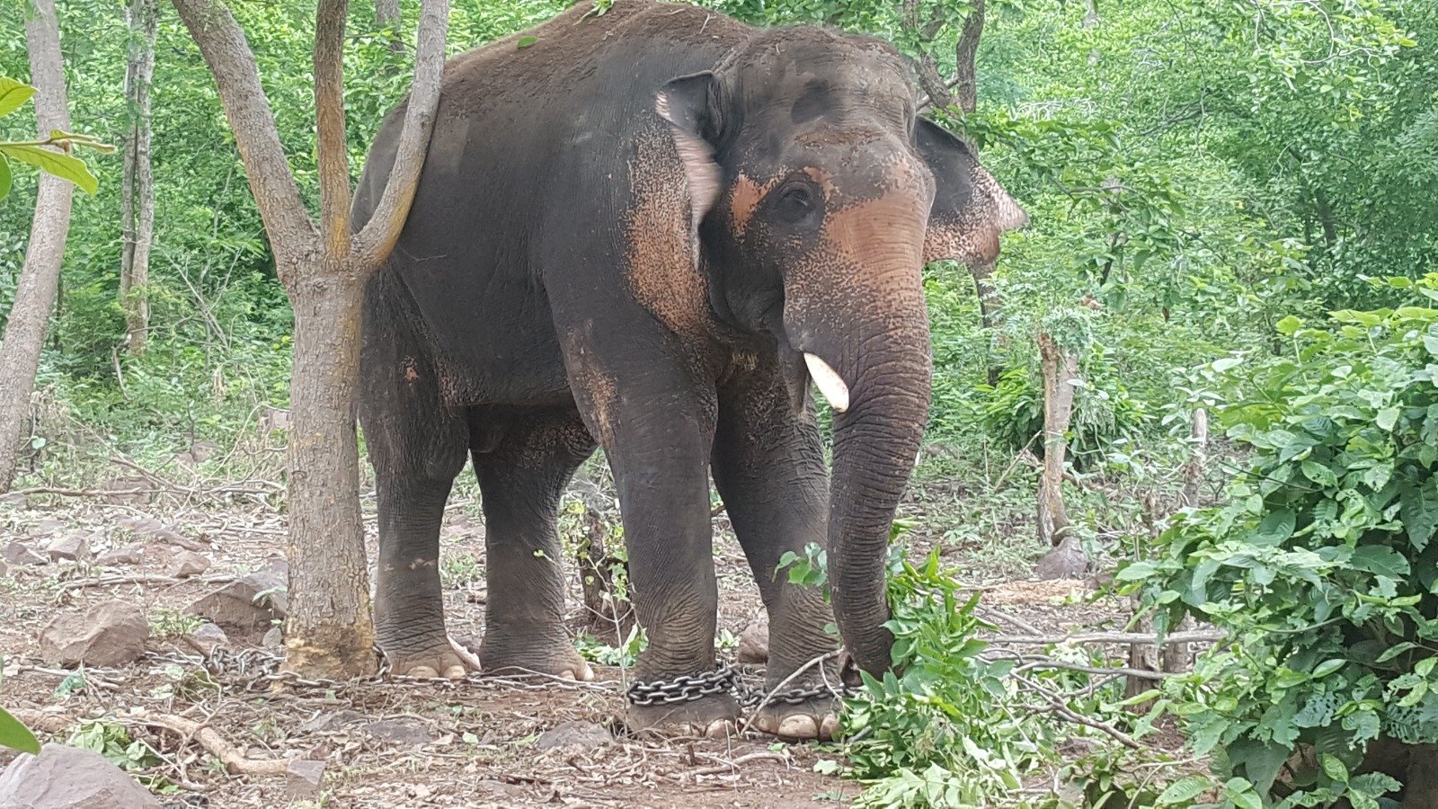 WhatsApp Image 2023 08 01 at 7.14.48 PM कुनकी हाथी दुर्योधन को जंगल में रखने वन्य जीव प्रेमी ने मुख्य वन्यजीव संरक्षक से की मांग