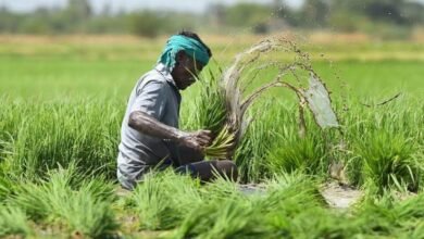 IMG 2029 खरीफ फसलों का बीमा कराने की अंतिम तिथि 31 जुलाई