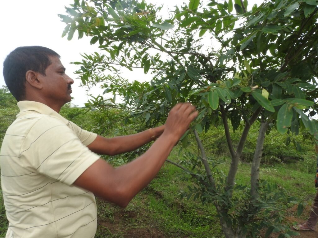 1000606224 महात्मा गांधी नरेगा और रेशम विभाग के संयुक्त अभिसरण से बुंदेला गांव में रोपे गए 41 हजार अर्जुन के पौधे,कोसाफल उत्पादन कर समूह की आजीविका में हुई वृद्धि