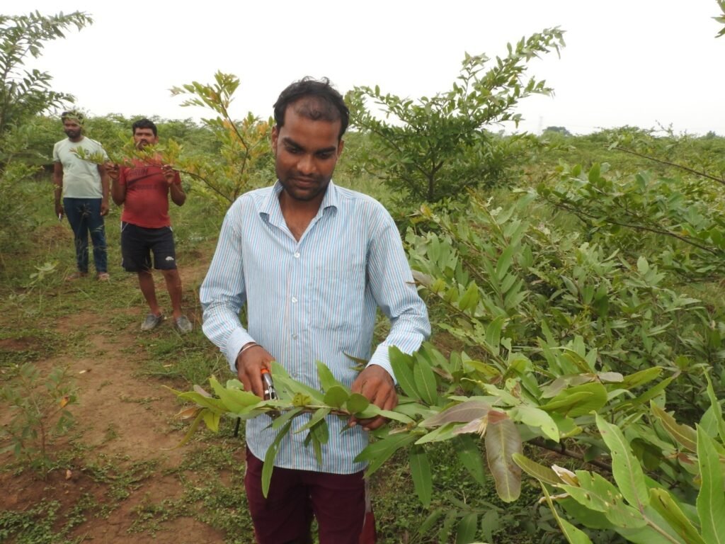 1000606228 महात्मा गांधी नरेगा और रेशम विभाग के संयुक्त अभिसरण से बुंदेला गांव में रोपे गए 41 हजार अर्जुन के पौधे,कोसाफल उत्पादन कर समूह की आजीविका में हुई वृद्धि