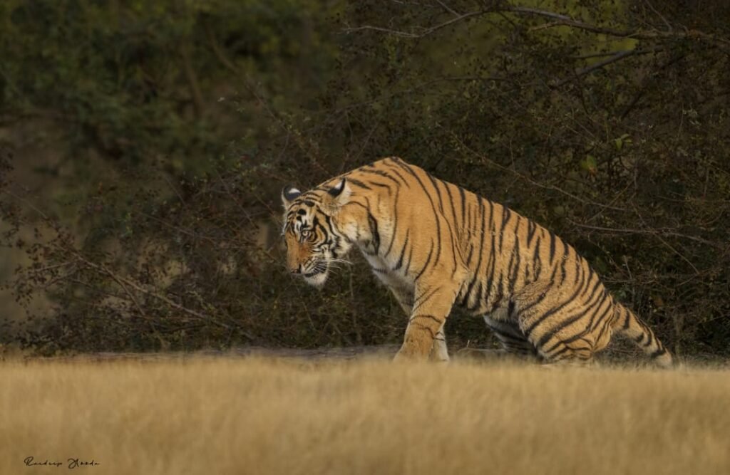world endangered species day 2025 : रणदीप हुड्डा ने की दिल से अपील 2 1003734564 world endangered species day 2025 : रणदीप हुड्डा ने की दिल से अपील