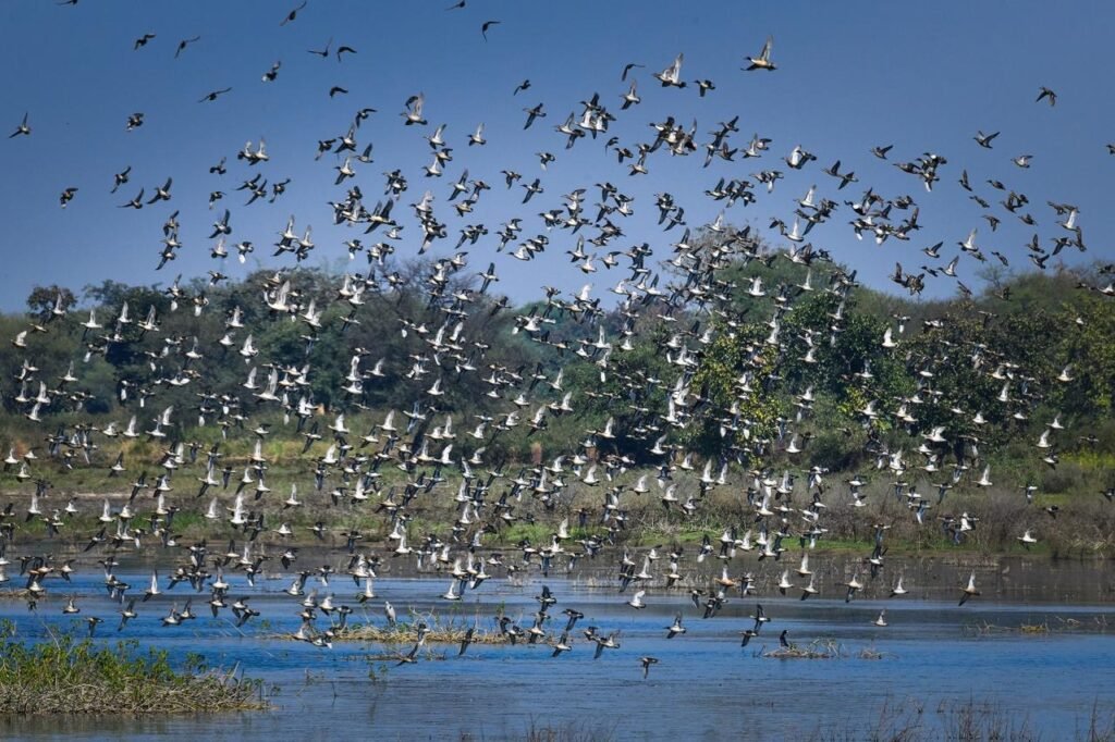 छत्तीसगढ़ का पहला रामसर साइट बना कोपरा जलाशय 2 1080349b ee36 4a0c bc09 5fe92e014ac7 छत्तीसगढ़ का पहला रामसर साइट बना कोपरा जलाशय