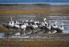 17c3e04c e23f 48c7 bd0a 2b7a8af92b14 छत्तीसगढ़ का पहला रामसर साइट बना कोपरा जलाशय