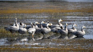 17c3e04c e23f 48c7 bd0a 2b7a8af92b14 छत्तीसगढ़ का पहला रामसर साइट बना कोपरा जलाशय