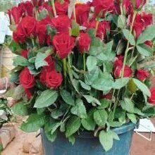 IMG 20251224 WA0821 खेतों में अब सिर्फ धान नहीं, खुशबू भी उग रही है,छत्तीसगढ़ में पुष्प खेती से बदल रही किसानों की तकदीर