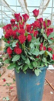 IMG 20251224 WA0821 खेतों में अब सिर्फ धान नहीं, खुशबू भी उग रही है,छत्तीसगढ़ में पुष्प खेती से बदल रही किसानों की तकदीर