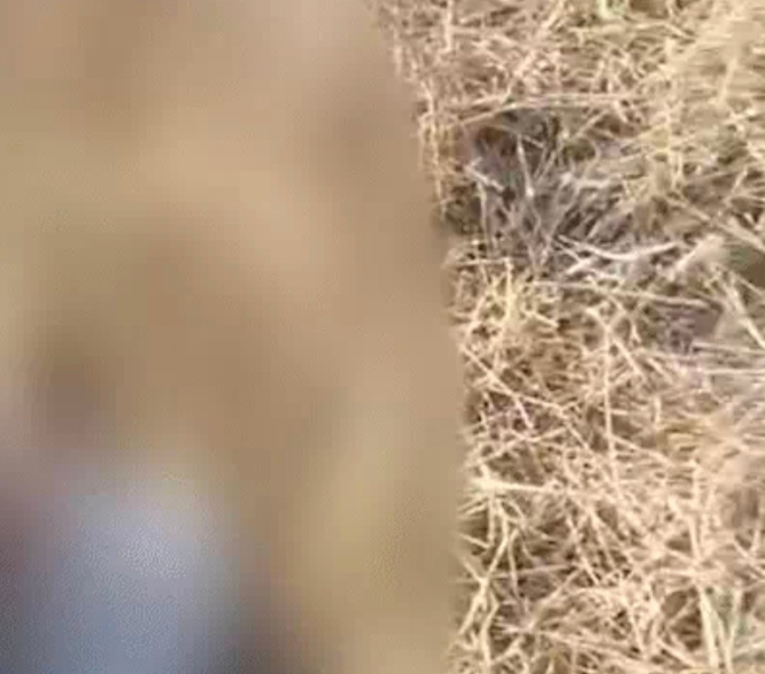 छत्तीसगढ़ को शर्मशार करने वाली घटना ,महिला आरक्षक को अर्धनग्न कर आंदोलनकारियों ने लिया कानून हाथ में 1 IMG 20260102 220555 छत्तीसगढ़ को शर्मशार करने वाली घटना ,महिला आरक्षक को अर्धनग्न कर आंदोलनकारियों ने लिया कानून हाथ में