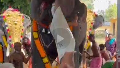 IMG 20260226 214010 मंदिर उत्सव के दौरान हाथी हुआ बेकाबू,सहायक महावत को उठाकर फेंका