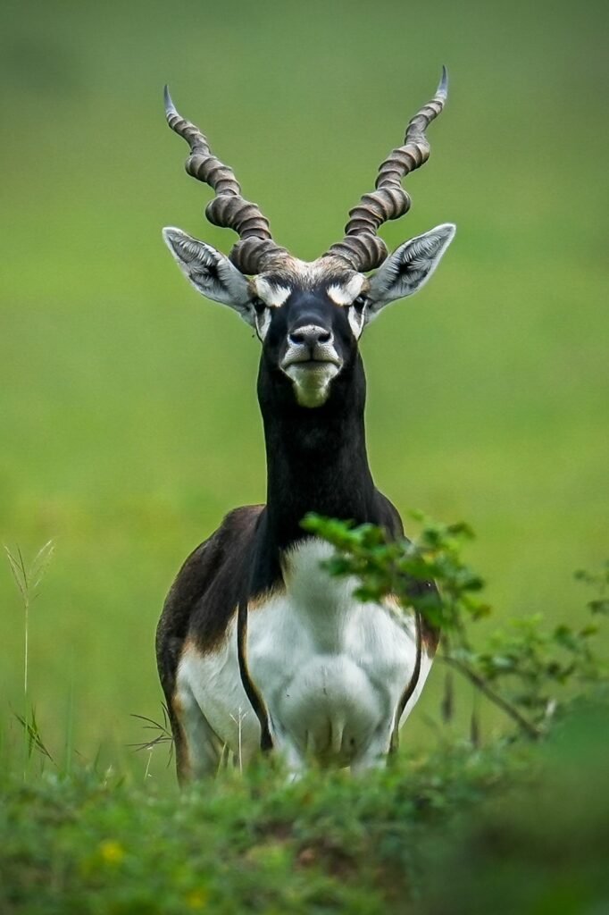 1007584250 छत्तीसगढ़ का बरनवापारा अभयारण्य बना विलुप्ति के कगार पर पहुंचे काले हिरणों के पुनर्जीवन का मजबूत उदाहरण