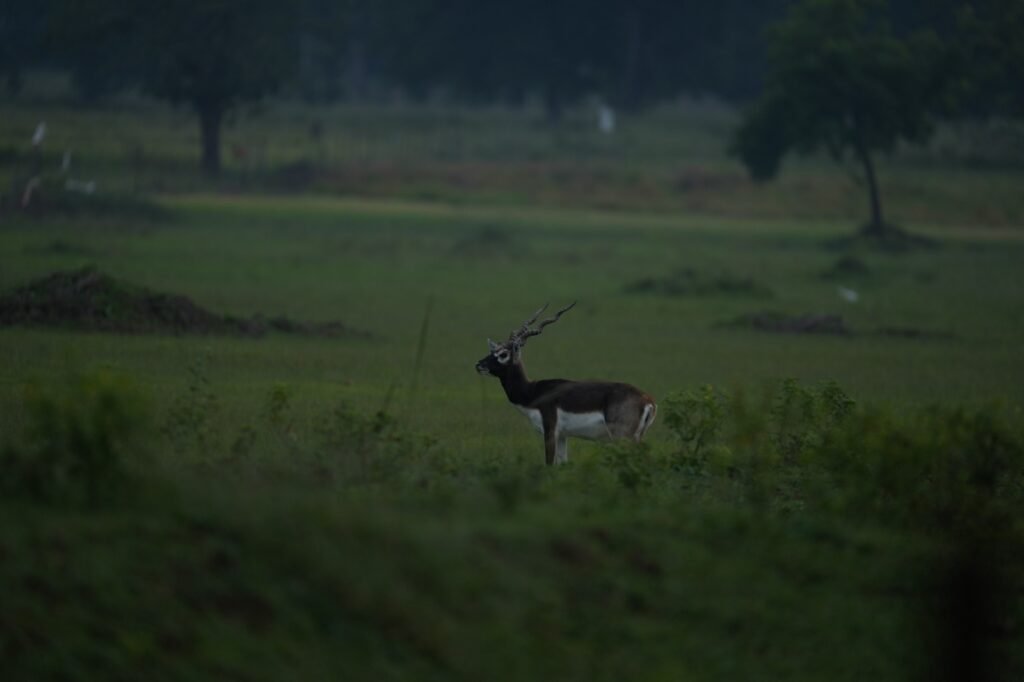 1007584252 छत्तीसगढ़ का बरनवापारा अभयारण्य बना विलुप्ति के कगार पर पहुंचे काले हिरणों के पुनर्जीवन का मजबूत उदाहरण