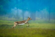 IMG 20260426 WA0496 छत्तीसगढ़ का बरनवापारा अभयारण्य बना विलुप्ति के कगार पर पहुंचे काले हिरणों के पुनर्जीवन का मजबूत उदाहरण