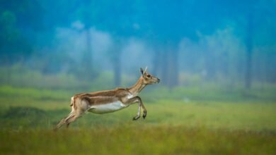 IMG 20260426 WA0496 छत्तीसगढ़ का बरनवापारा अभयारण्य बना विलुप्ति के कगार पर पहुंचे काले हिरणों के पुनर्जीवन का मजबूत उदाहरण