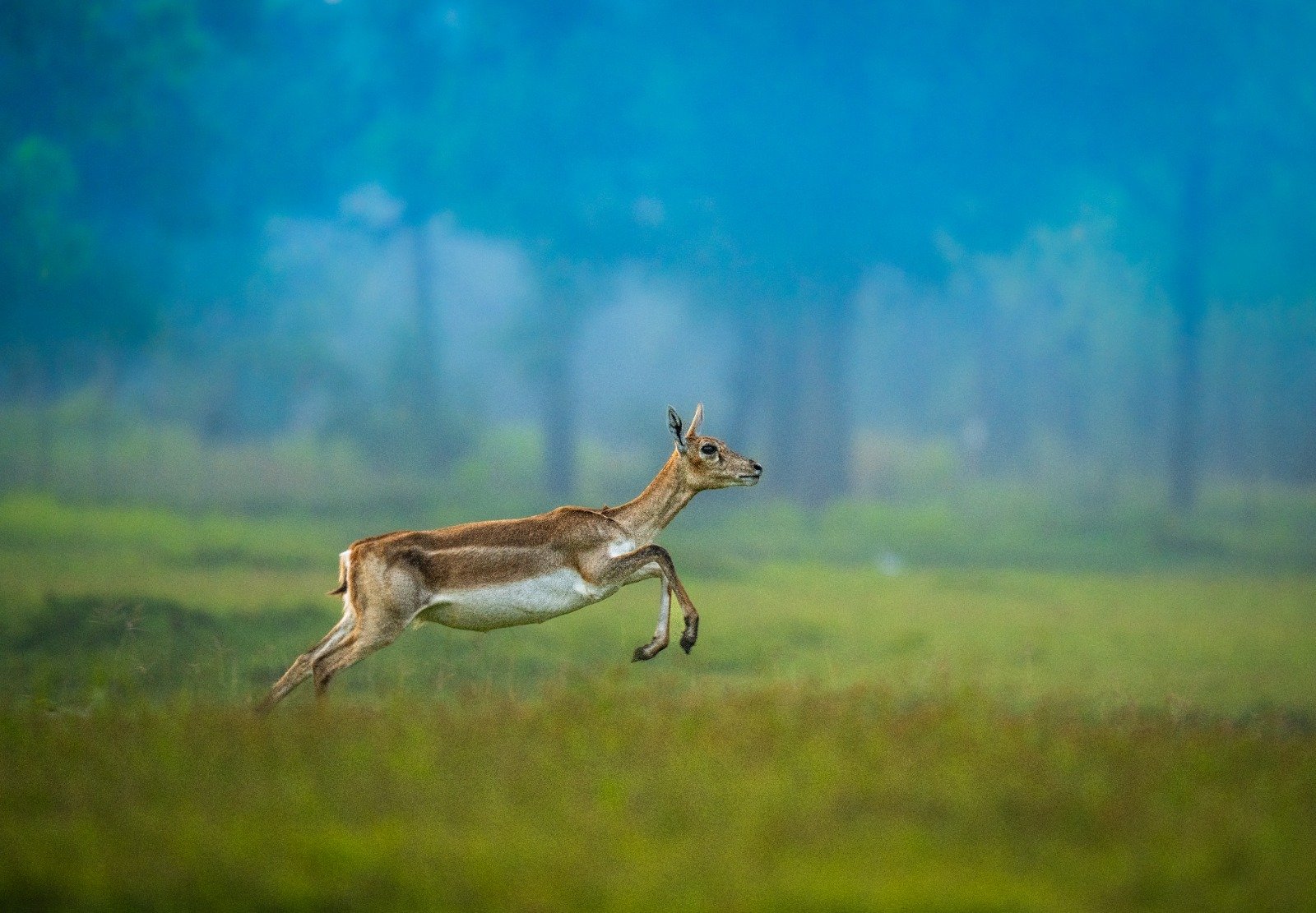 IMG 20260426 WA0496 छत्तीसगढ़ का बरनवापारा अभयारण्य बना विलुप्ति के कगार पर पहुंचे काले हिरणों के पुनर्जीवन का मजबूत उदाहरण