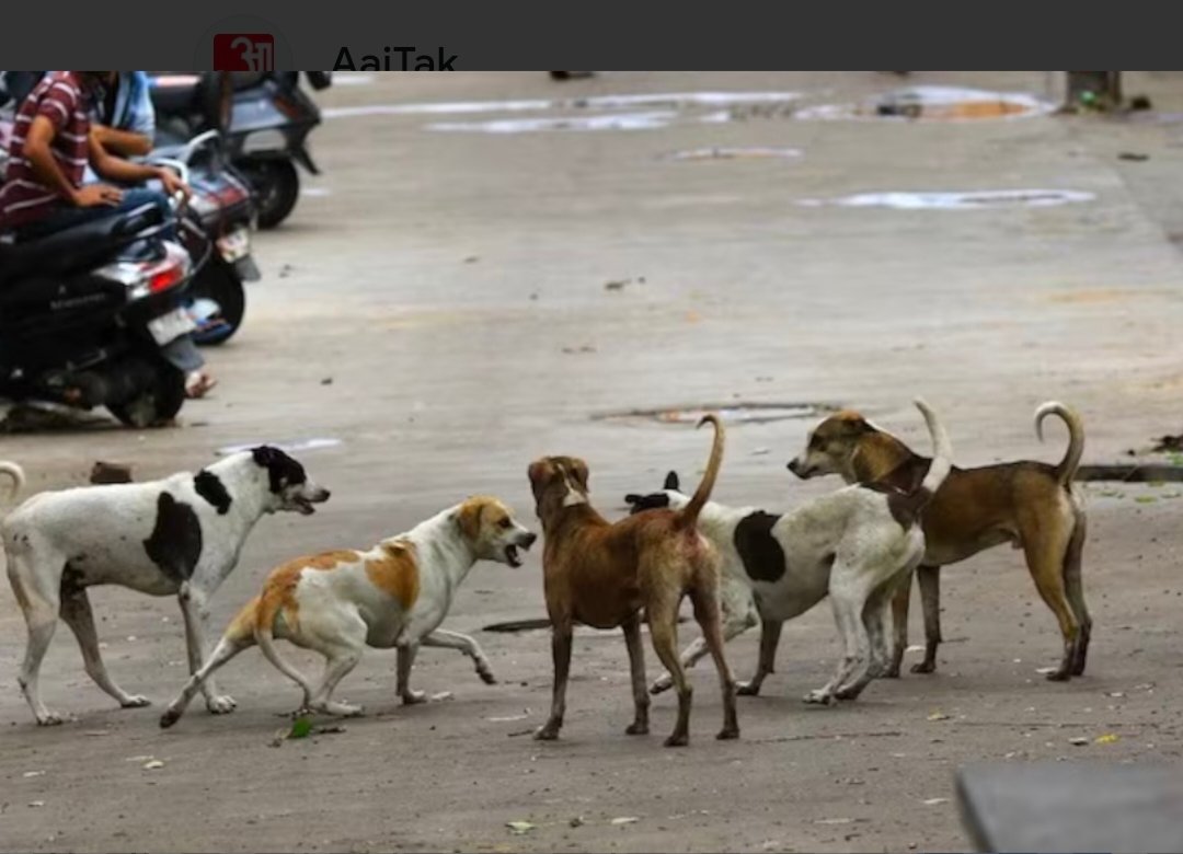 IMG 20260519 113847 आवारा कुत्तों को लेकर सुप्रीम कोर्ट का बड़ा फैसला,डॉग लवर्स को लगा झटका