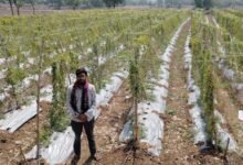 IMG 20260608 WA0804 सफलता की कहानी: पारंपरिक फसल छोड़ अपनाई करेले की आधुनिक खेती, किसान को हुआ 2.95 लाख का शुद्ध लाभ