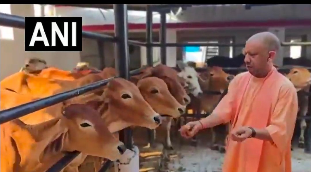IMG 20260615 122151 मुख्यमंत्री योगी आदित्यनाथ जनता दर्शन से पहले पहुंचे गौशाला ,गुड रोटी खिलाकर की गौ माता की सेवा