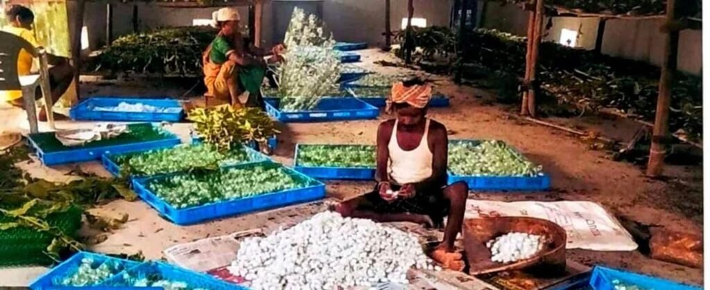 नारायणपुर में रेशम से बुना जा रहा आत्मनिर्भरता का ताना-बाना ,कोसापालन ने बदली वनांचल के ग्रामीणों की तकदीर 3 1008586525 नारायणपुर में रेशम से बुना जा रहा आत्मनिर्भरता का ताना-बाना ,कोसापालन ने बदली वनांचल के ग्रामीणों की तकदीर