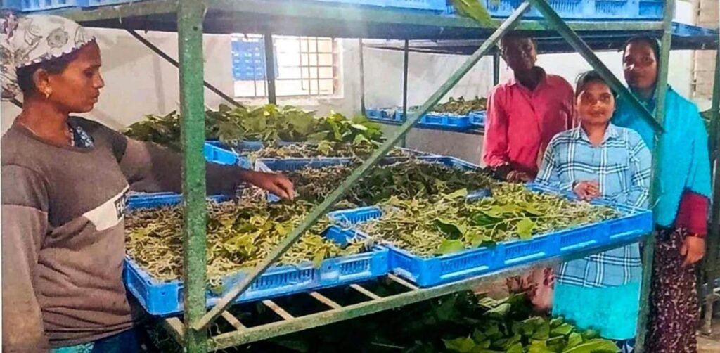 नारायणपुर में रेशम से बुना जा रहा आत्मनिर्भरता का ताना-बाना ,कोसापालन ने बदली वनांचल के ग्रामीणों की तकदीर 2 1008586529 नारायणपुर में रेशम से बुना जा रहा आत्मनिर्भरता का ताना-बाना ,कोसापालन ने बदली वनांचल के ग्रामीणों की तकदीर