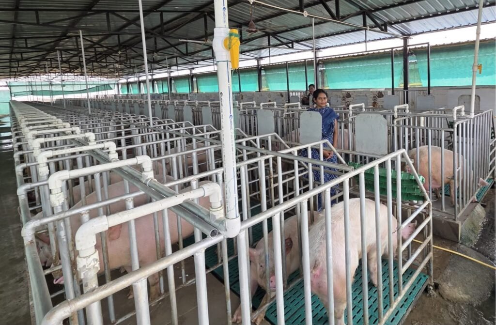 1008603239 सफलता की कहानी : आधुनिक सूकरपालन से स्वरोजगार: 400 से अधिक सूकरों के साथ ग्रेसी ने लिखी सफलता की नई इबारत
