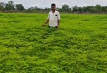 IMG 20260706 WA0452 कृषि विभाग किसानों को टिकाऊ एवं प्राकृतिक खेती अपनाने के लिए कर रहा प्रोत्साहित