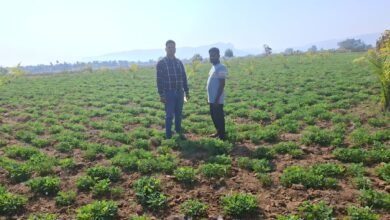 IMG 20260710 WA0831 सफलता की कहानी _ऑयल पाम के साथ मूंगफली की अंतरवर्तीय खेती से चमकी किसान की किस्मत,कमाया 70 हजार रूपए का अतिरिक्त लाभ