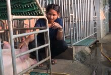 IMG 20260722 WA0415 सफलता की कहानी : आधुनिक सूकरपालन से स्वरोजगार: 400 से अधिक सूकरों के साथ ग्रेसी ने लिखी सफलता की नई इबारत