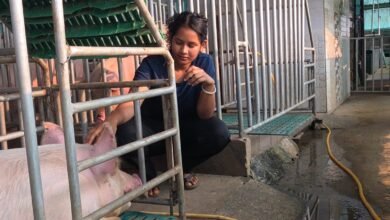 IMG 20260722 WA0415 सफलता की कहानी : आधुनिक सूकरपालन से स्वरोजगार: 400 से अधिक सूकरों के साथ ग्रेसी ने लिखी सफलता की नई इबारत