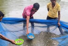 IMG 20260728 WA0163 बस्तर की मनकी बघेल ने स्पान संवर्धन योजना से 2 माह में कमाए 15 हजार रुपये ,अब अंगुलिका उत्पादन से बढ़ाएंगी आमदनी