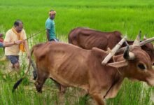 6b601889 2bf0 45ed 9eda 2d4d20dbe1ff गृहग्राम बगिया में सुबह-सुबह खेत पहुंचे मुख्यमंत्री, बैलों के साथ हल चलाकर की बियासी
