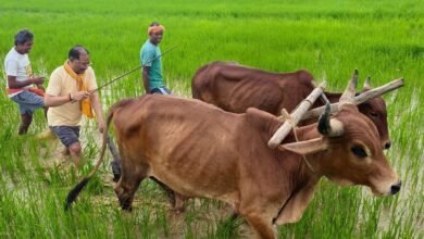 6b601889 2bf0 45ed 9eda 2d4d20dbe1ff गृहग्राम बगिया में सुबह-सुबह खेत पहुंचे मुख्यमंत्री, बैलों के साथ हल चलाकर की बियासी