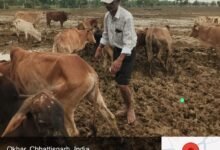 IMG 20260828 WA0011 ओखर गौधाम में पशुओं की मौत का मामला,जांच रिपोर्ट कलेक्टर को सौंपी गई, 3 दिनों में 6 पशुओं की मृत्यु की पुष्टि