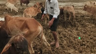IMG 20260828 WA0011 ओखर गौधाम में पशुओं की मौत का मामला,जांच रिपोर्ट कलेक्टर को सौंपी गई, 3 दिनों में 6 पशुओं की मृत्यु की पुष्टि