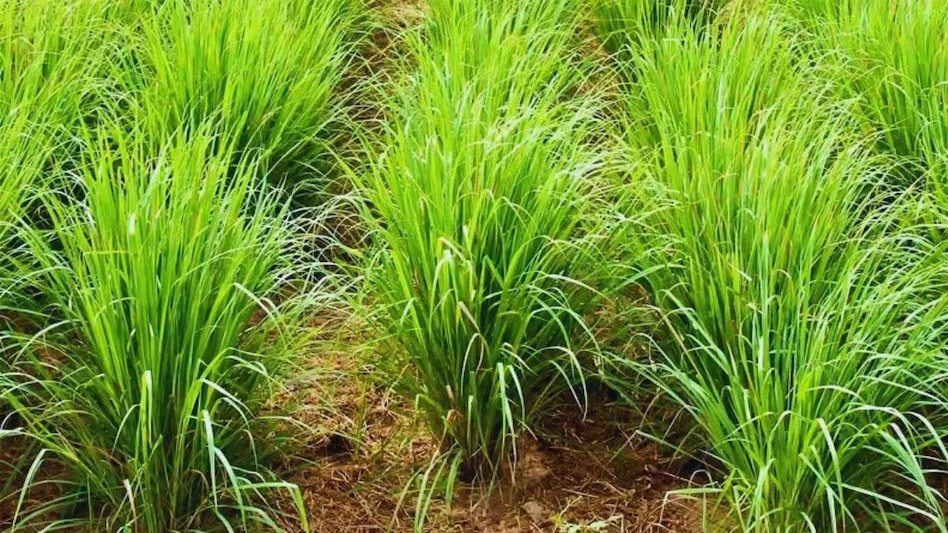 1009460594 सेवा संकल्प अभियान :परखंदा की महिला समूह ने सामूहिक प्रयास से रचा सफलता का नया अध्याय