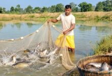 IMG 20260930 WA0137 जल संचयन से समृद्धि की ओर धमतरी के प्रभु लाल ने आजीविका डबरी से गढ़ी सफलता की नई इबारत